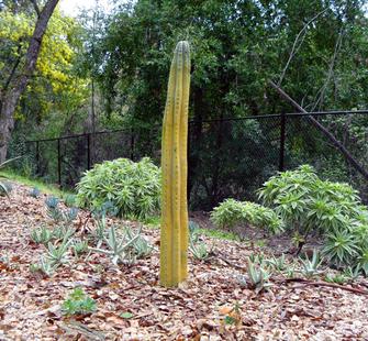 Organ Pipe Cactus